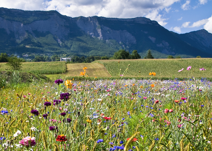 Fleurs des champs devant le massif de la Chartreuse.